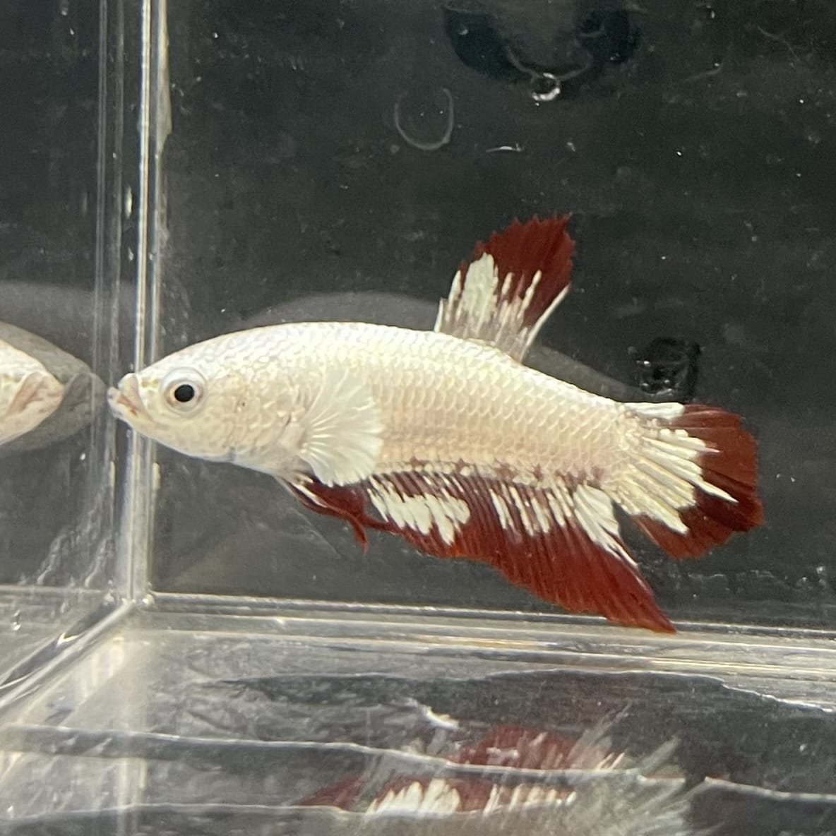 the-fish-farm Premium Male Betta Fancy Plakat Betta Male - One Only - 6 Buy this Premium Male Plakat Betta - One Only The Fish Farm Australia 