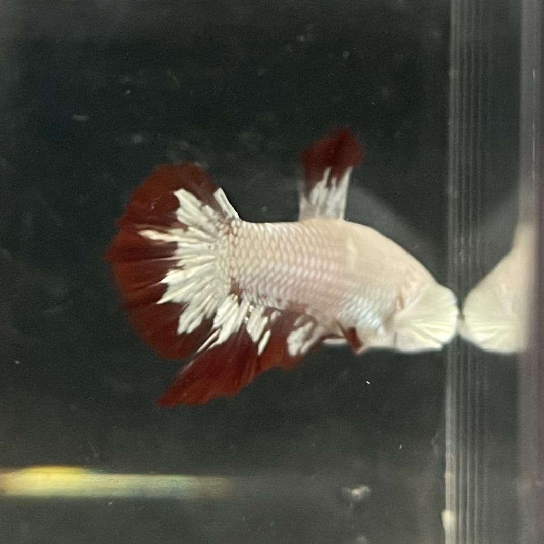 the-fish-farm Premium Male Betta Fancy Plakat Betta Male - One Only - 6 Buy this Premium Male Plakat Betta - One Only The Fish Farm Australia 