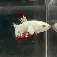 the-fish-farm Premium Male Betta Fancy Plakat Betta Male - One Only - 6 Buy this Premium Male Plakat Betta - One Only The Fish Farm Australia 