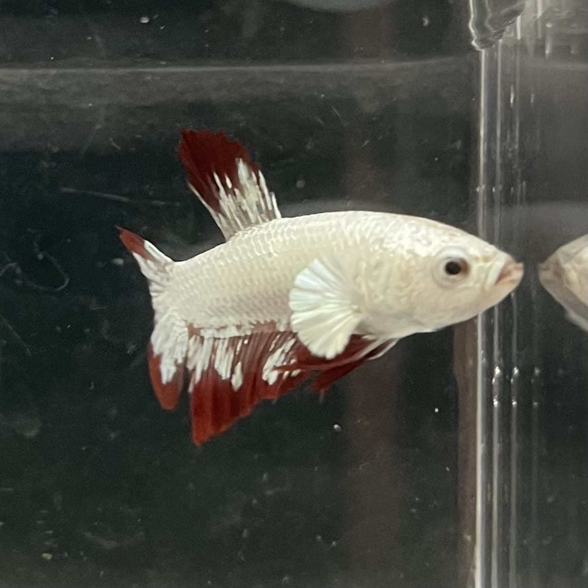 the-fish-farm Premium Male Betta Fancy Plakat Betta Male - One Only - 6 Buy this Premium Male Plakat Betta - One Only The Fish Farm Australia 