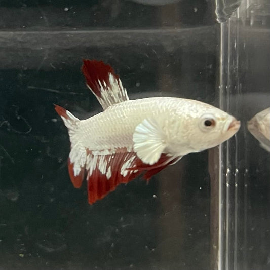 the-fish-farm Premium Male Betta Fancy Plakat Betta Male - One Only - 6 Buy this Premium Male Plakat Betta - One Only The Fish Farm Australia 