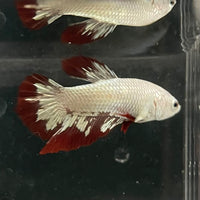 the-fish-farm Premium Male Betta Fancy Plakat Betta Male - One Only - 6 Buy this Premium Male Plakat Betta - One Only The Fish Farm Australia 