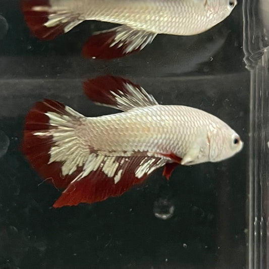 the-fish-farm Premium Male Betta Fancy Plakat Betta Male - One Only - 6 Buy this Premium Male Plakat Betta - One Only The Fish Farm Australia 