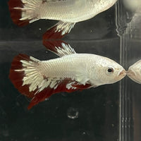 the-fish-farm Premium Male Betta Fancy Plakat Betta Male - One Only - 6 Buy this Premium Male Plakat Betta - One Only The Fish Farm Australia 
