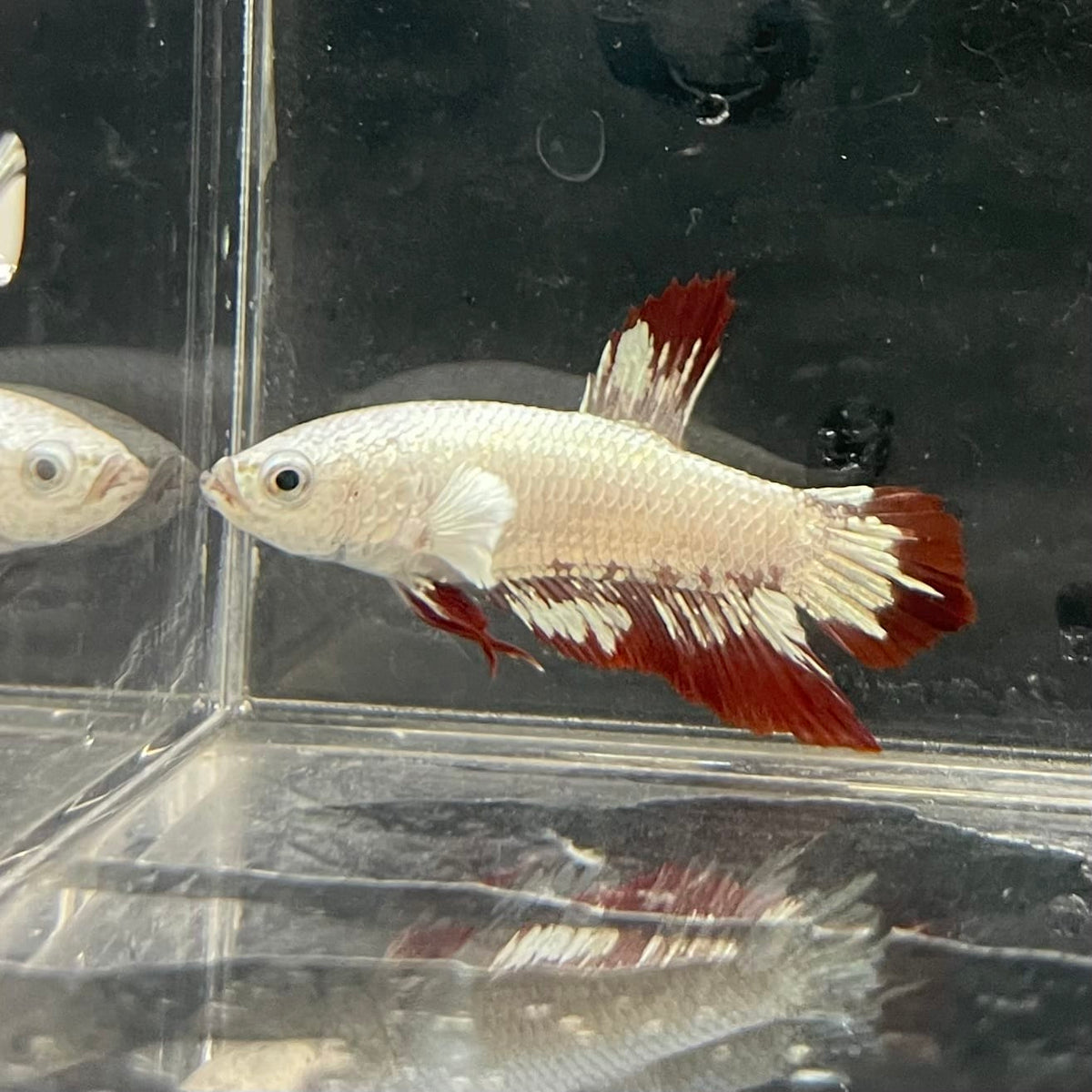 the-fish-farm Premium Male Betta Fancy Plakat Betta Male - One Only - 6 Buy this Premium Male Plakat Betta - One Only The Fish Farm Australia 