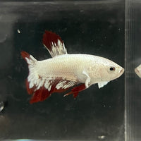 the-fish-farm Premium Male Betta Fancy Plakat Betta Male - One Only - 6 Buy this Premium Male Plakat Betta - One Only The Fish Farm Australia 