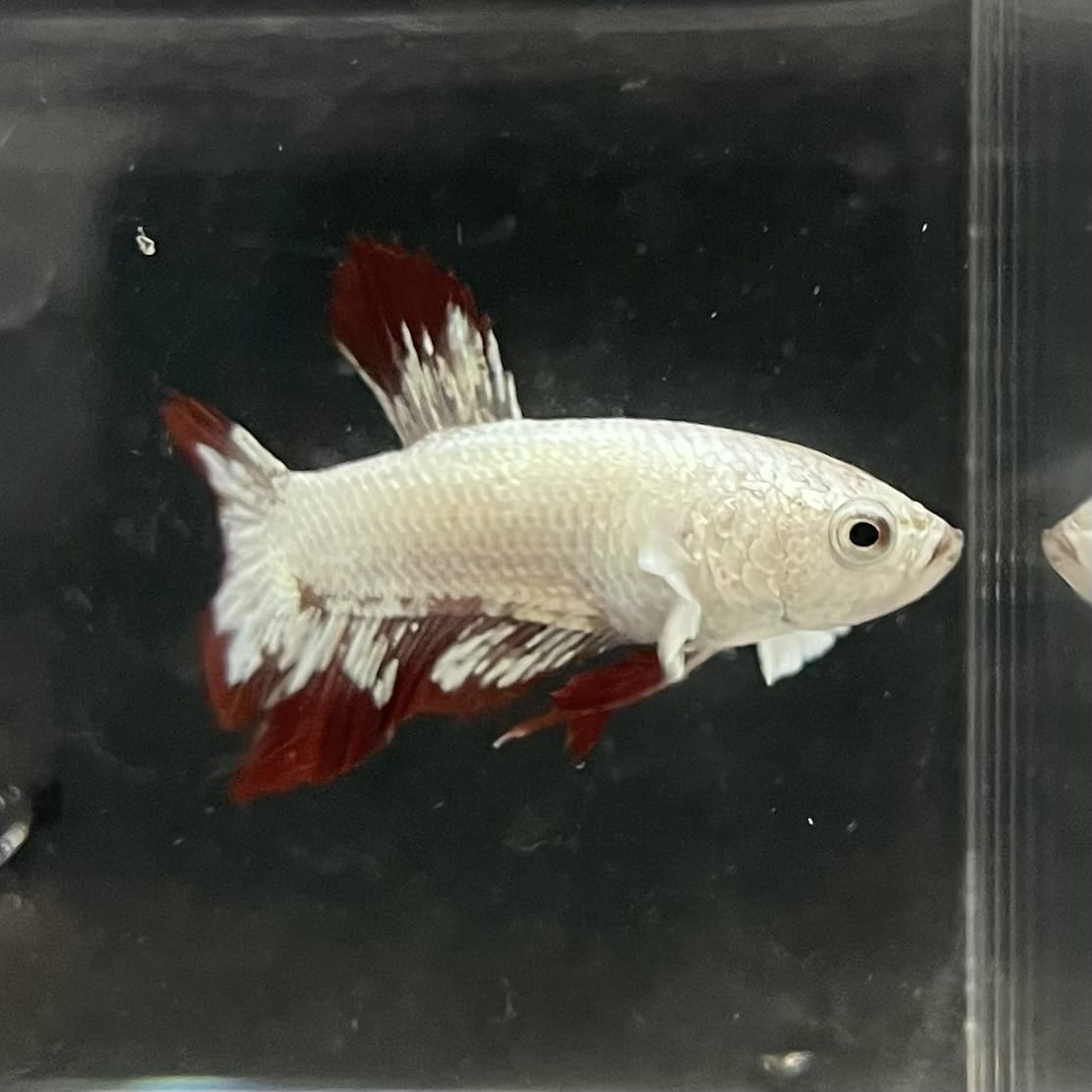 the-fish-farm Premium Male Betta Fancy Plakat Betta Male - One Only - 6 Buy this Premium Male Plakat Betta - One Only The Fish Farm Australia 