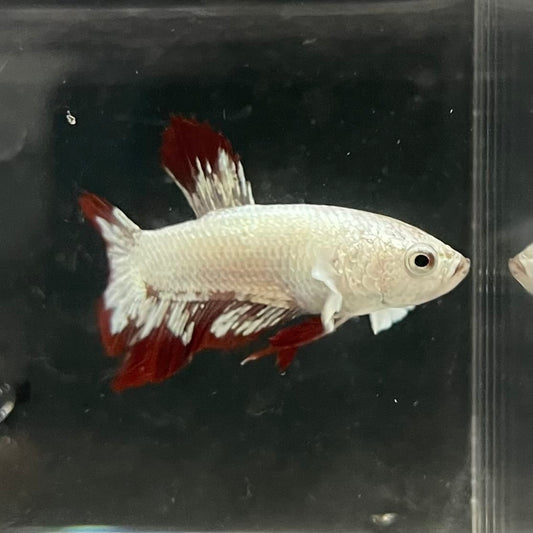 the-fish-farm Premium Male Betta Fancy Plakat Betta Male - One Only - 6 Buy this Premium Male Plakat Betta - One Only The Fish Farm Australia 