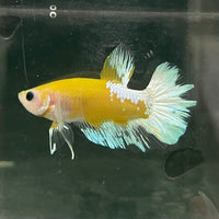 the-fish-farm Premium Male Betta Fancy Plakat Betta Male - One Only - 7 Buy this Premium Male Plakat Betta - One Only The Fish Farm Australia 