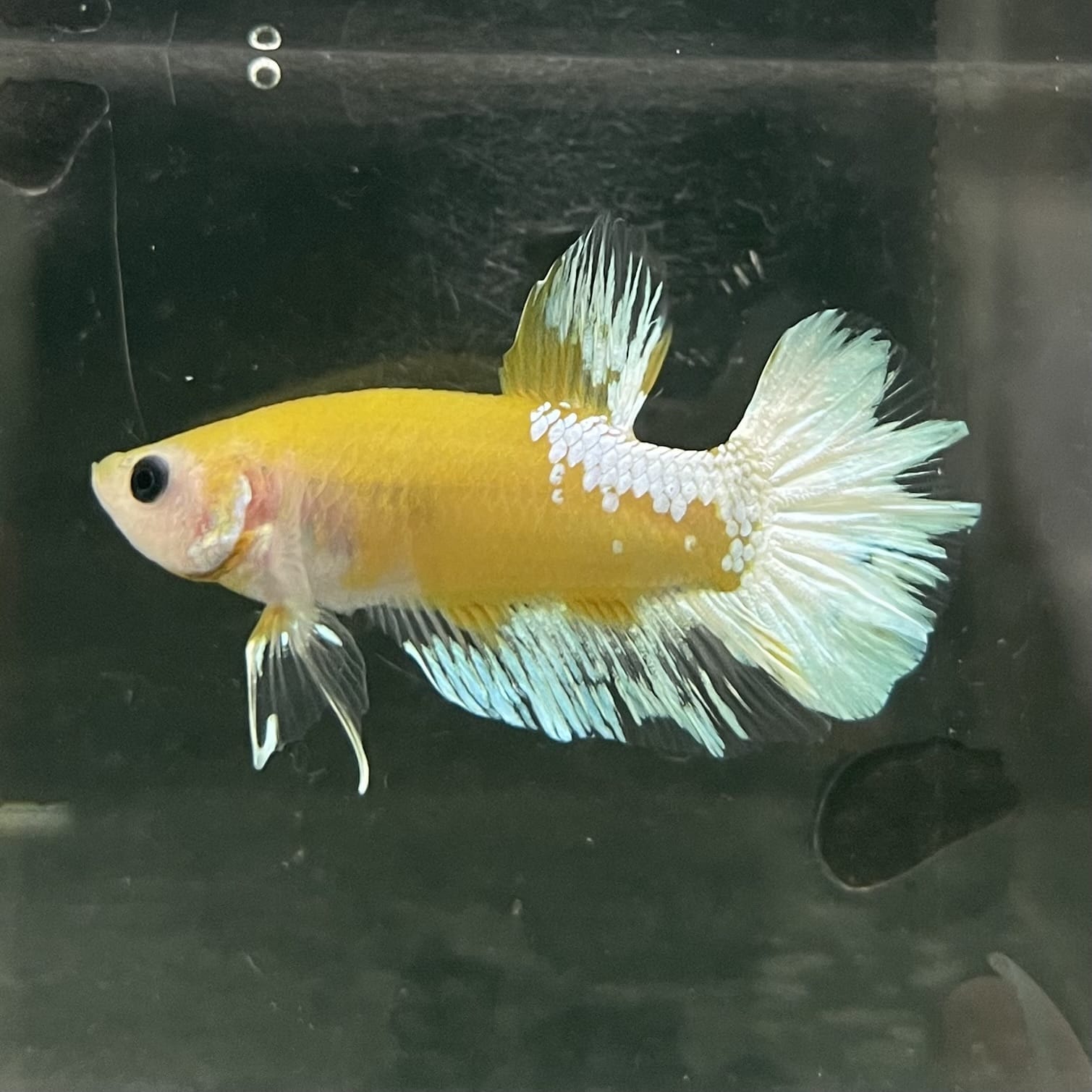 the-fish-farm Premium Male Betta Fancy Plakat Betta Male - One Only - 7 Buy this Premium Male Plakat Betta - One Only The Fish Farm Australia 