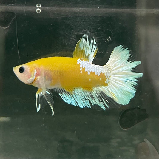 the-fish-farm Premium Male Betta Fancy Plakat Betta Male - One Only - 7 Buy this Premium Male Plakat Betta - One Only The Fish Farm Australia 