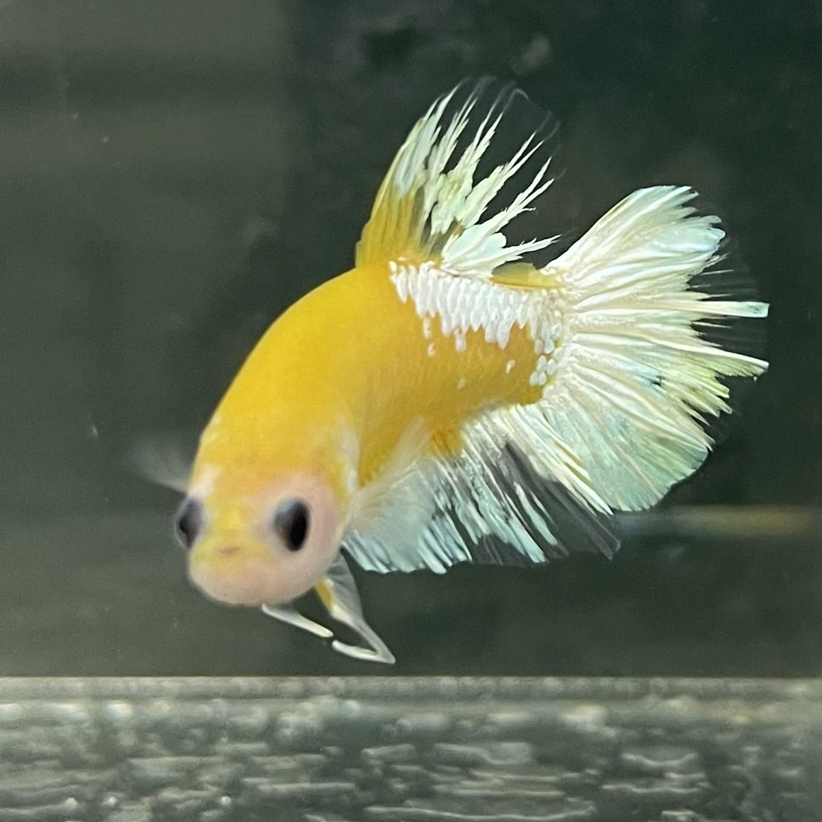 the-fish-farm Premium Male Betta Fancy Plakat Betta Male - One Only - 7 Buy this Premium Male Plakat Betta - One Only The Fish Farm Australia 
