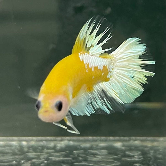 the-fish-farm Premium Male Betta Fancy Plakat Betta Male - One Only - 7 Buy this Premium Male Plakat Betta - One Only The Fish Farm Australia 