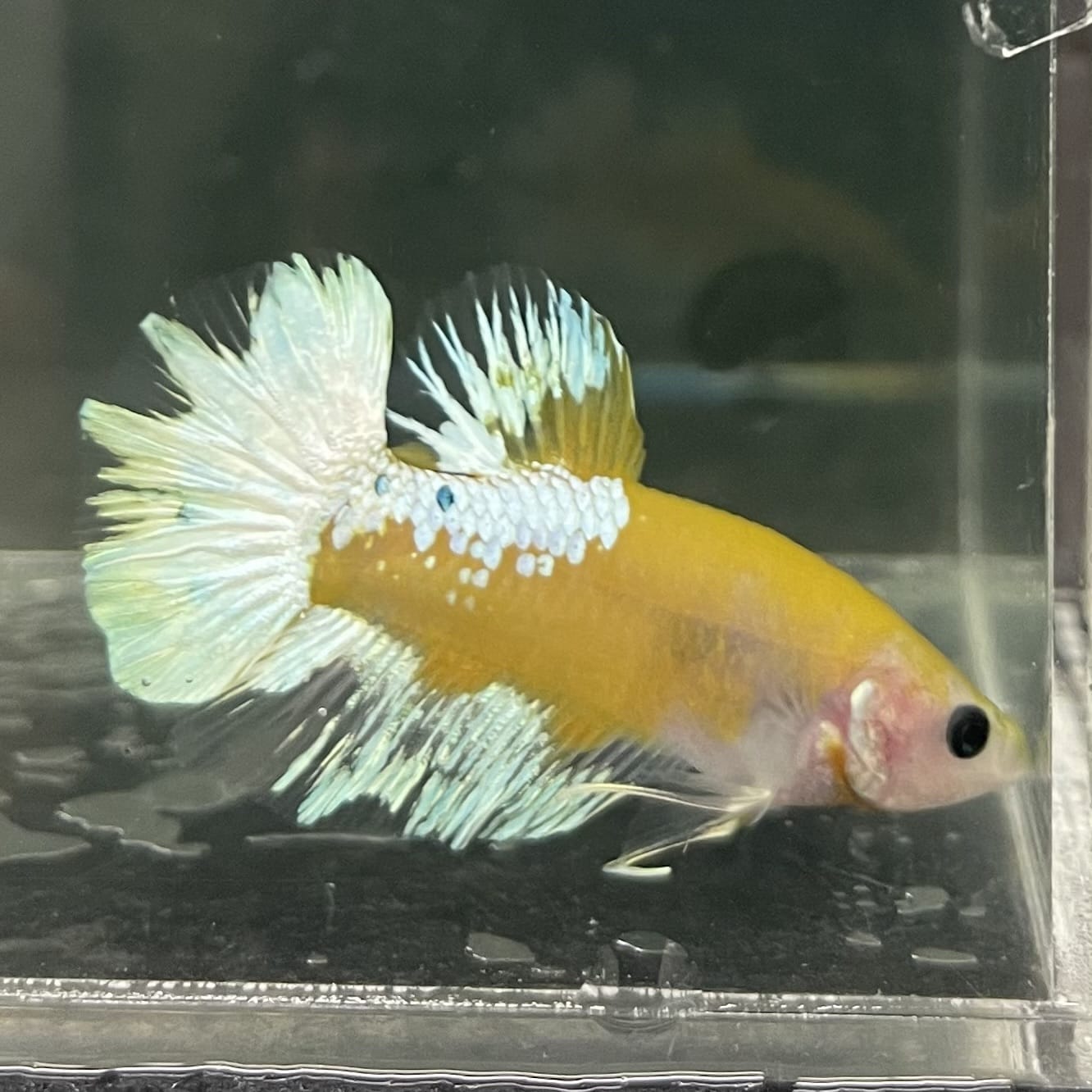 the-fish-farm Premium Male Betta Fancy Plakat Betta Male - One Only - 7 Buy this Premium Male Plakat Betta - One Only The Fish Farm Australia 