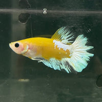 the-fish-farm Premium Male Betta Fancy Plakat Betta Male - One Only - 7 Buy this Premium Male Plakat Betta - One Only The Fish Farm Australia 
