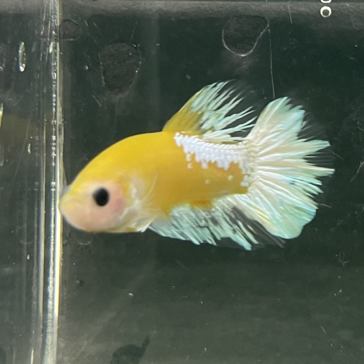 the-fish-farm Premium Male Betta Fancy Plakat Betta Male - One Only - 7 Buy this Premium Male Plakat Betta - One Only The Fish Farm Australia 