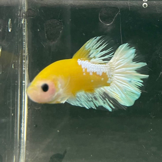 the-fish-farm Premium Male Betta Fancy Plakat Betta Male - One Only - 7 Buy this Premium Male Plakat Betta - One Only The Fish Farm Australia 