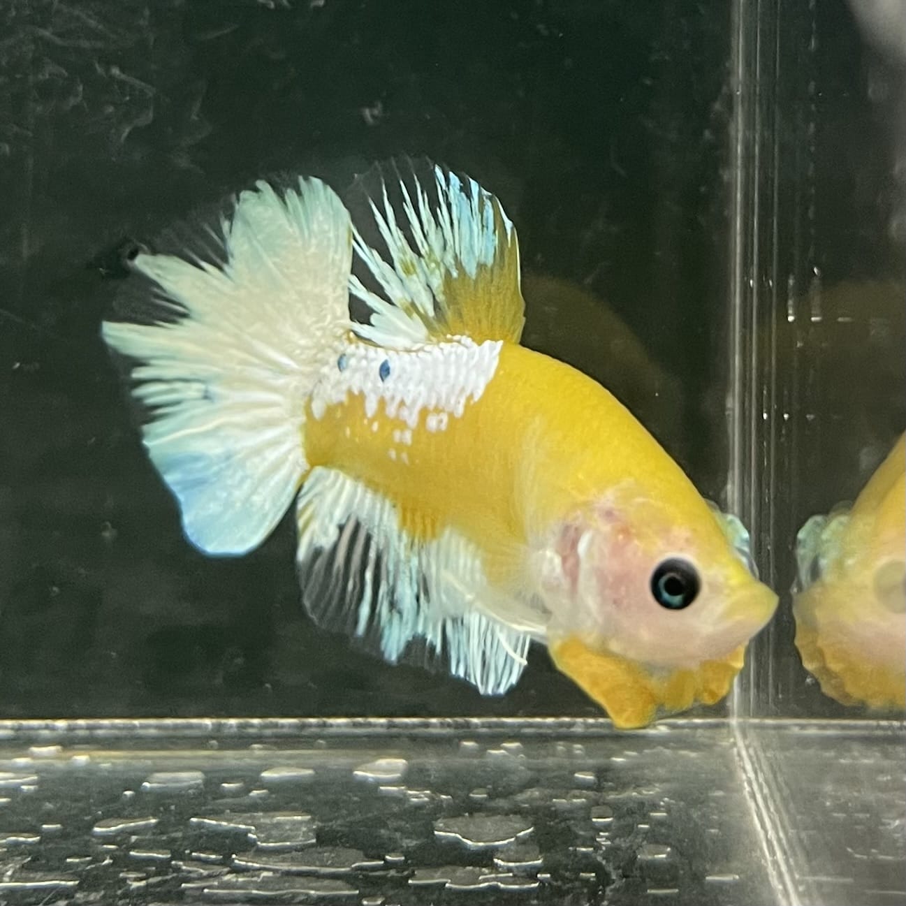 the-fish-farm Premium Male Betta Fancy Plakat Betta Male - One Only - 7 Buy this Premium Male Plakat Betta - One Only The Fish Farm Australia 