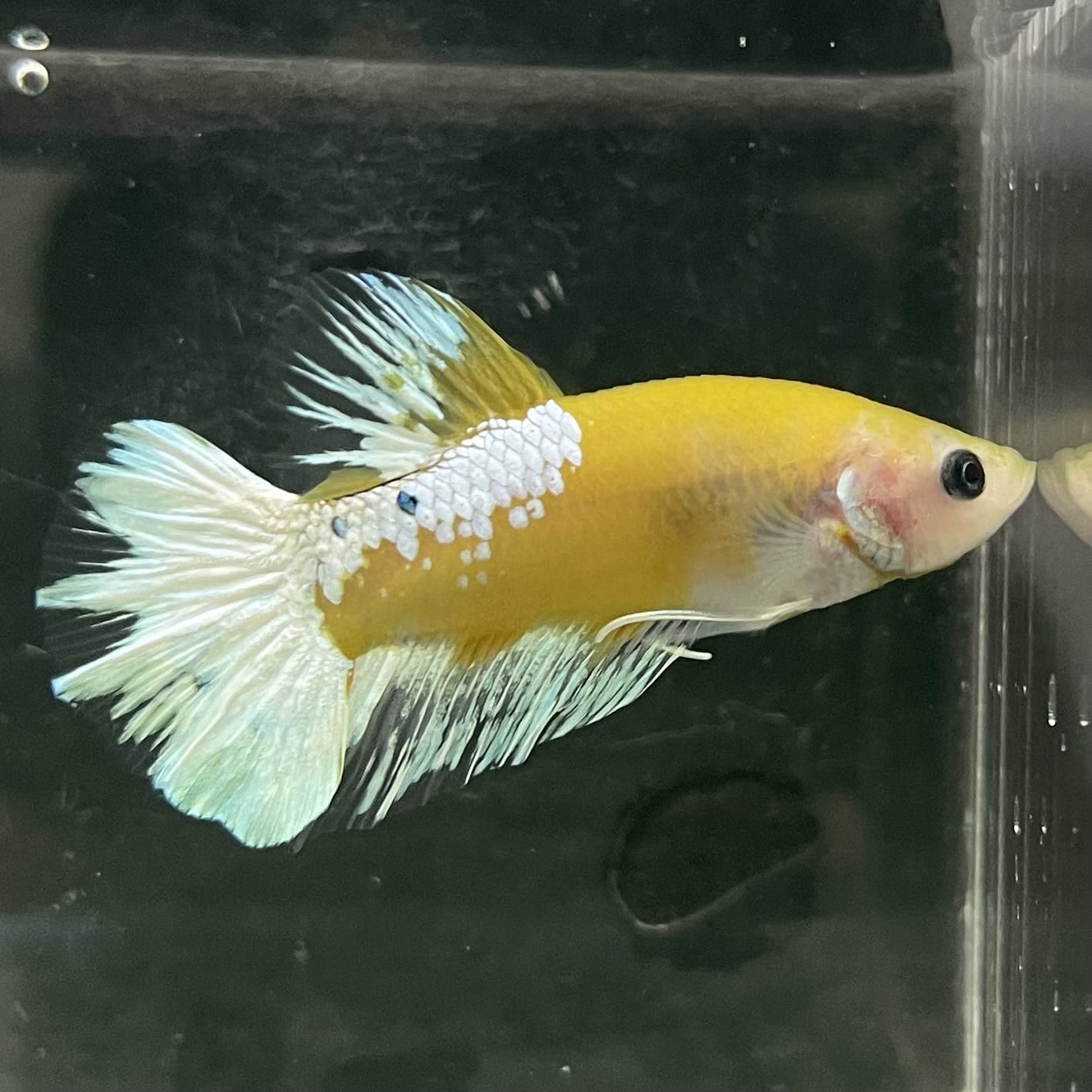 the-fish-farm Premium Male Betta Fancy Plakat Betta Male - One Only - 7 Buy this Premium Male Plakat Betta - One Only The Fish Farm Australia 