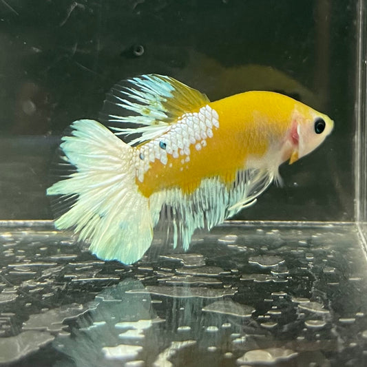 the-fish-farm Premium Male Betta Fancy Plakat Betta Male - One Only - 7 Buy this Premium Male Plakat Betta - One Only The Fish Farm Australia 