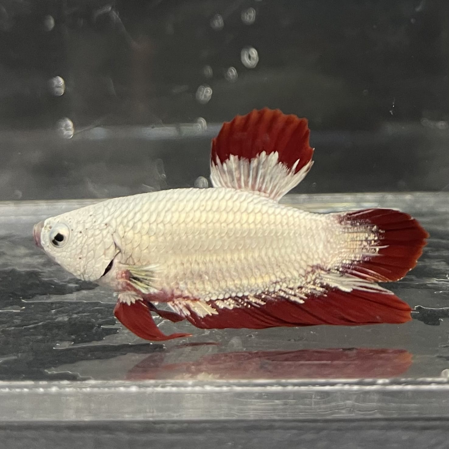 the-fish-farm Premium Male Betta Fancy Plakat Betta Male - One Only - 7 Buy this Premium Male Plakat Betta - One Only The Fish Farm Australia 