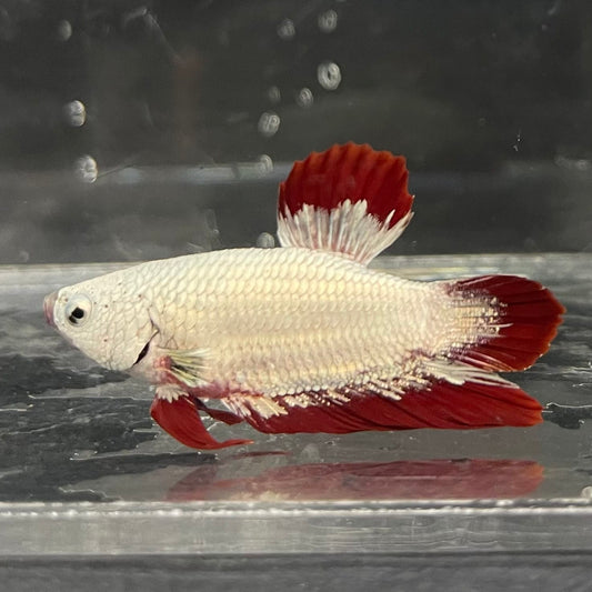 the-fish-farm Premium Male Betta Fancy Plakat Betta Male - One Only - 7 Buy this Premium Male Plakat Betta - One Only The Fish Farm Australia 