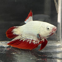 the-fish-farm Premium Male Betta Fancy Plakat Betta Male - One Only - 7 Buy this Premium Male Plakat Betta - One Only The Fish Farm Australia 