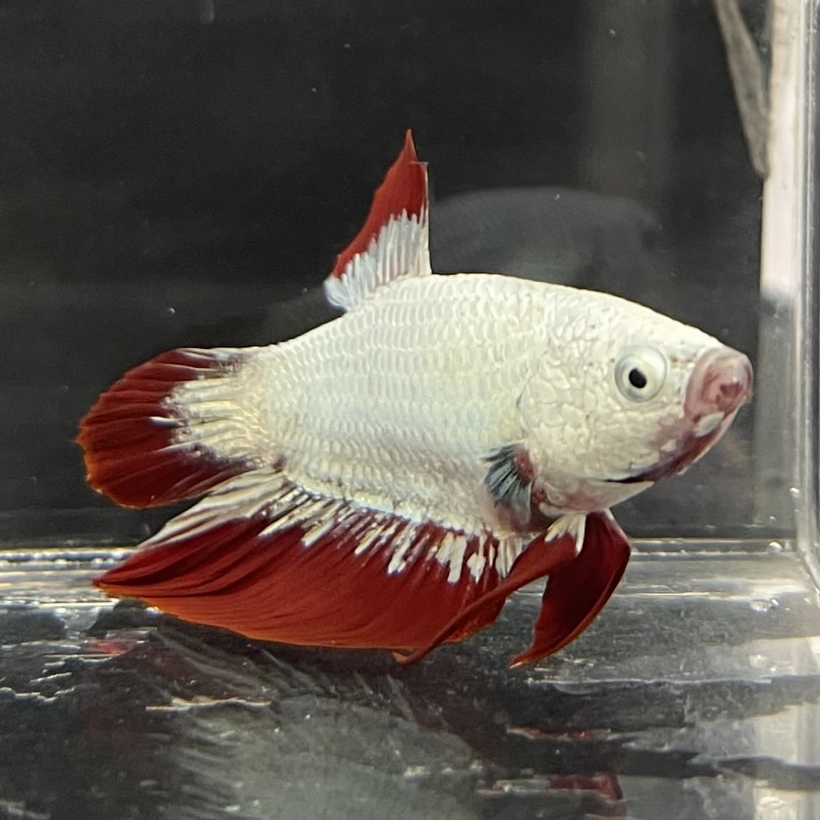 the-fish-farm Premium Male Betta Fancy Plakat Betta Male - One Only - 7 Buy this Premium Male Plakat Betta - One Only The Fish Farm Australia 
