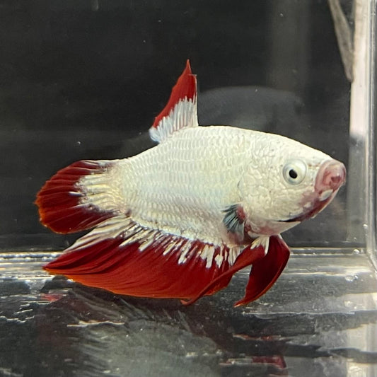 the-fish-farm Premium Male Betta Fancy Plakat Betta Male - One Only - 7 Buy this Premium Male Plakat Betta - One Only The Fish Farm Australia 