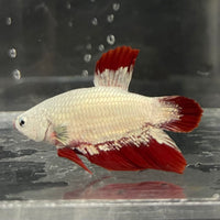 the-fish-farm Premium Male Betta Fancy Plakat Betta Male - One Only - 7 Buy this Premium Male Plakat Betta - One Only The Fish Farm Australia 