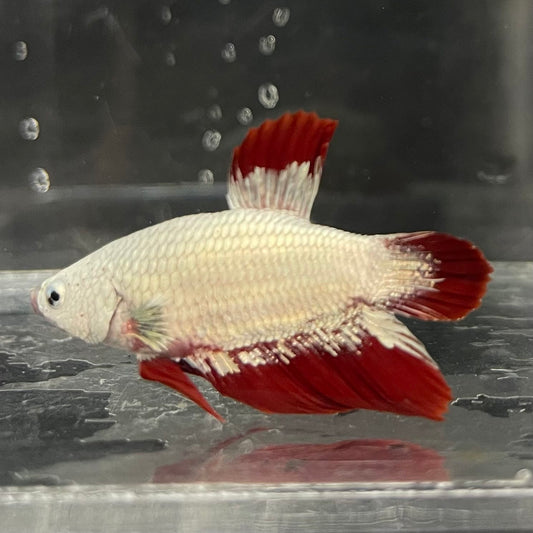 the-fish-farm Premium Male Betta Fancy Plakat Betta Male - One Only - 7 Buy this Premium Male Plakat Betta - One Only The Fish Farm Australia 