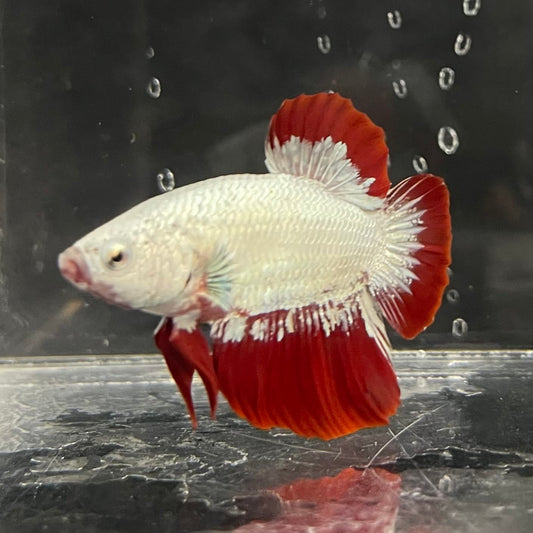 the-fish-farm Premium Male Betta Fancy Plakat Betta Male - One Only - 7 Buy this Premium Male Plakat Betta - One Only The Fish Farm Australia 