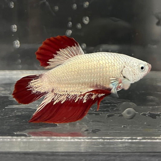 the-fish-farm Premium Male Betta Fancy Plakat Betta Male - One Only - 7 Buy this Premium Male Plakat Betta - One Only The Fish Farm Australia 
