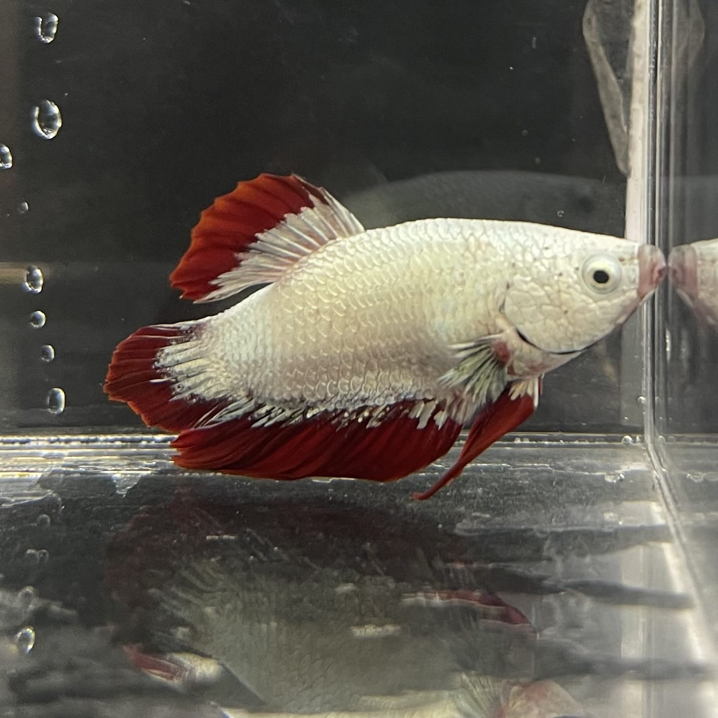 the-fish-farm Premium Male Betta Fancy Plakat Betta Male - One Only - 7 Buy this Premium Male Plakat Betta - One Only The Fish Farm Australia 