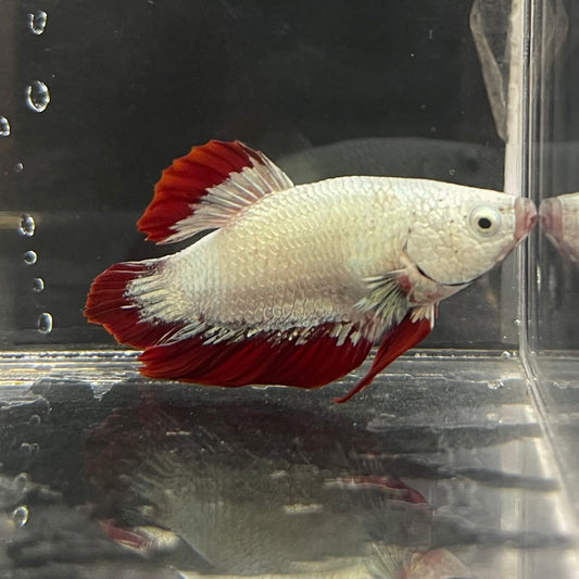 the-fish-farm Premium Male Betta Fancy Plakat Betta Male - One Only - 7 Buy this Premium Male Plakat Betta - One Only The Fish Farm Australia 