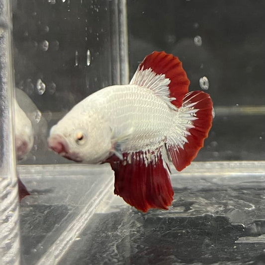 the-fish-farm Premium Male Betta Fancy Plakat Betta Male - One Only - 7 Buy this Premium Male Plakat Betta - One Only The Fish Farm Australia 