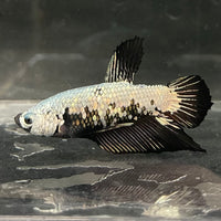 the-fish-farm Premium Male Betta Fancy Plakat Betta Male - One Only - 7 Buy this Premium Male Plakat Betta - One Only The Fish Farm Australia 