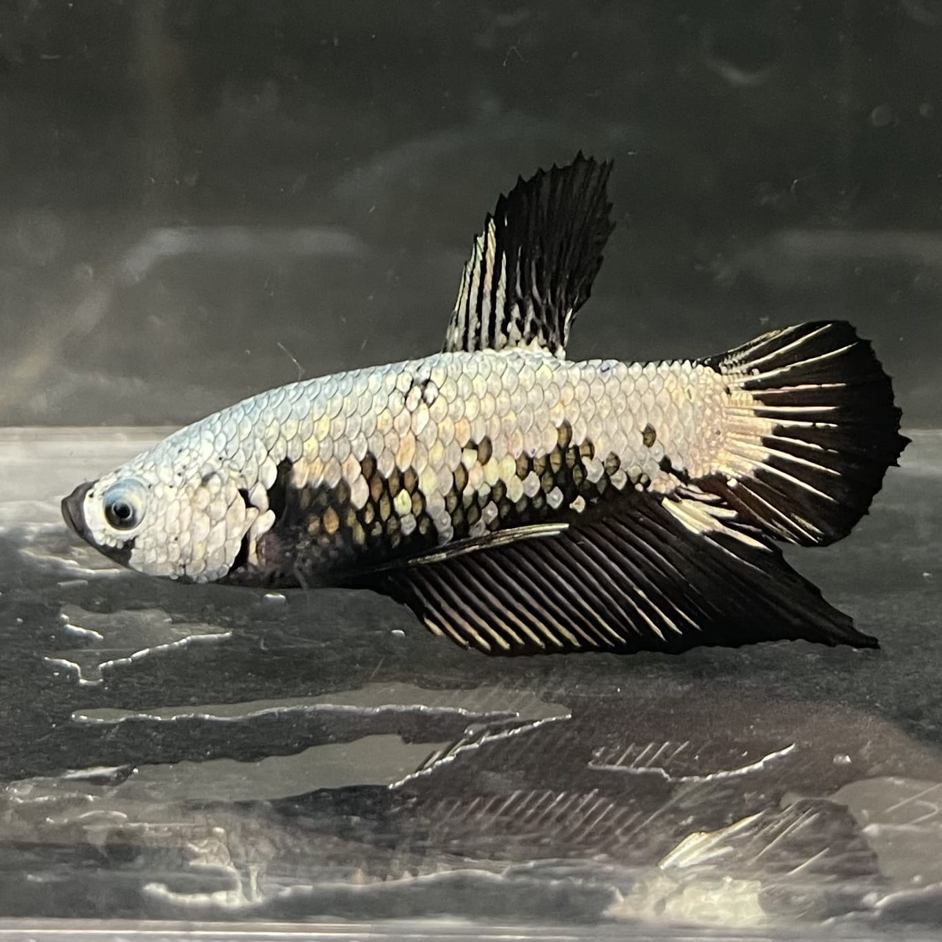 the-fish-farm Premium Male Betta Fancy Plakat Betta Male - One Only - 7 Buy this Premium Male Plakat Betta - One Only The Fish Farm Australia 