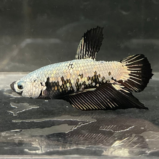 the-fish-farm Premium Male Betta Fancy Plakat Betta Male - One Only - 7 Buy this Premium Male Plakat Betta - One Only The Fish Farm Australia 