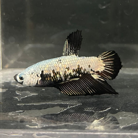 the-fish-farm Premium Male Betta Fancy Plakat Betta Male - One Only - 7 Buy this Premium Male Plakat Betta - One Only The Fish Farm Australia 