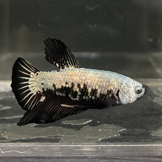 the-fish-farm Premium Male Betta Fancy Plakat Betta Male - One Only - 7 Buy this Premium Male Plakat Betta - One Only The Fish Farm Australia 