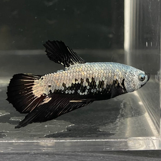 the-fish-farm Premium Male Betta Fancy Plakat Betta Male - One Only - 7 Buy this Premium Male Plakat Betta - One Only The Fish Farm Australia 