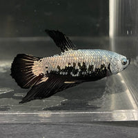 the-fish-farm Premium Male Betta Fancy Plakat Betta Male - One Only - 7 Buy this Premium Male Plakat Betta - One Only The Fish Farm Australia 