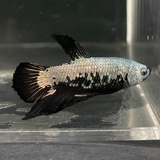 the-fish-farm Premium Male Betta Fancy Plakat Betta Male - One Only - 7 Buy this Premium Male Plakat Betta - One Only The Fish Farm Australia 
