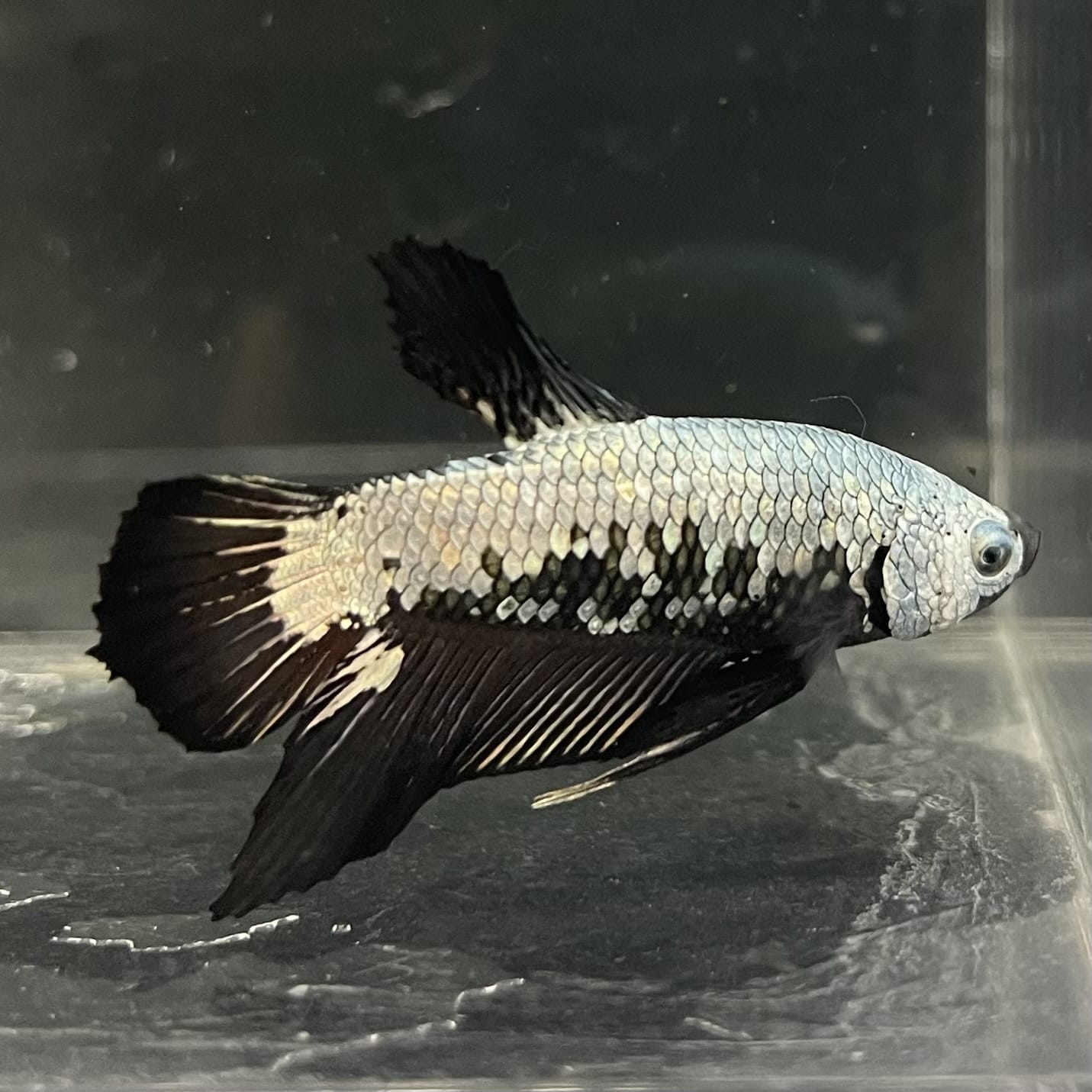 the-fish-farm Premium Male Betta Fancy Plakat Betta Male - One Only - 7 Buy this Premium Male Plakat Betta - One Only The Fish Farm Australia 