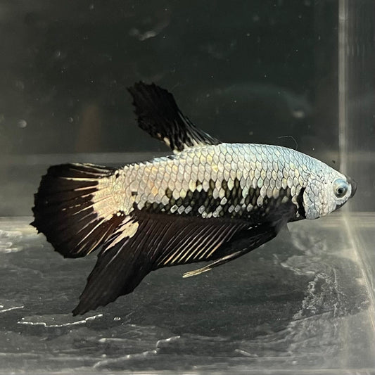 the-fish-farm Premium Male Betta Fancy Plakat Betta Male - One Only - 7 Buy this Premium Male Plakat Betta - One Only The Fish Farm Australia 
