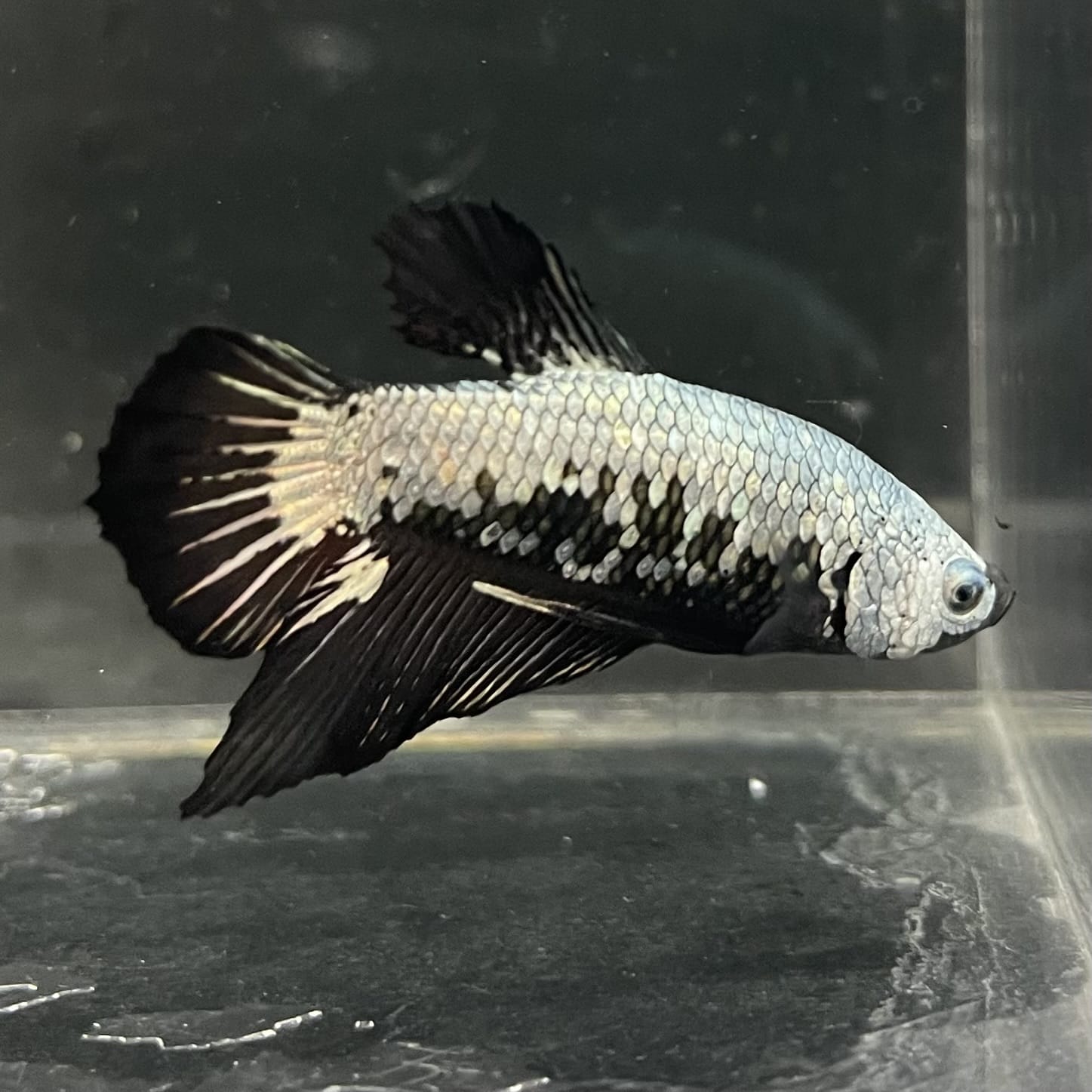 the-fish-farm Premium Male Betta Fancy Plakat Betta Male - One Only - 7 Buy this Premium Male Plakat Betta - One Only The Fish Farm Australia 