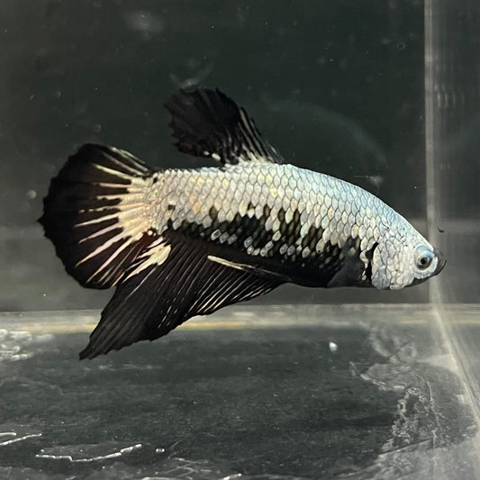 the-fish-farm Premium Male Betta Fancy Plakat Betta Male - One Only - 7 Buy this Premium Male Plakat Betta - One Only The Fish Farm Australia 