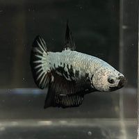 the-fish-farm Premium Male Betta Fancy Plakat Betta Male - One Only - 7 Buy this Premium Male Plakat Betta - One Only The Fish Farm Australia 