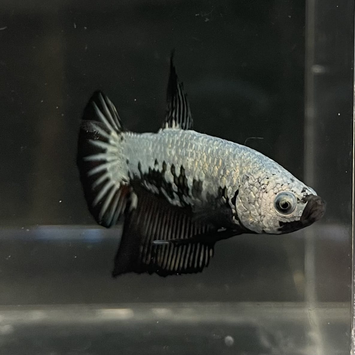 the-fish-farm Premium Male Betta Fancy Plakat Betta Male - One Only - 7 Buy this Premium Male Plakat Betta - One Only The Fish Farm Australia 